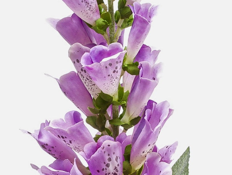 Blühender Roter Fingerhut Digitalis purpurea mit glockenförmigen Blüten und dunklen Punkten auf der Innenseite.