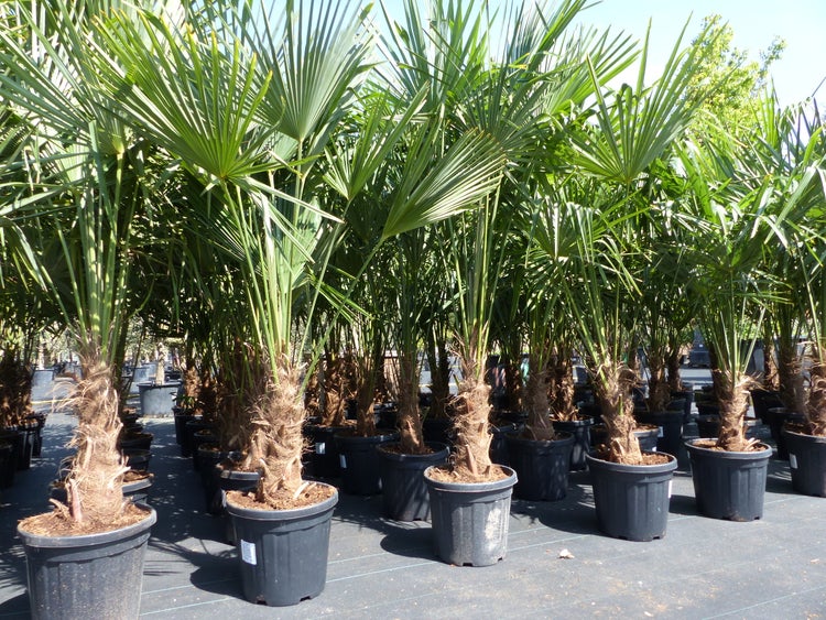 XXL Palme winterhart 180 - 190 cm Trachycarpus fortunei, Hanfpalme, Top-Qualität