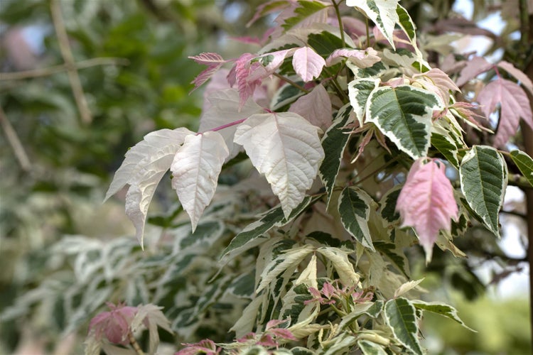 Acer negundo 'Flamingo', Eschen-Ahorn, rosa-weiß, 80–100 cm