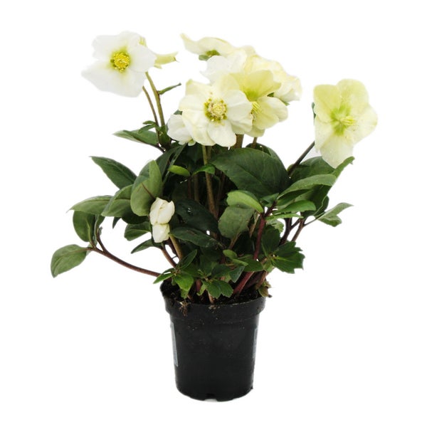 Christrose - Helleborus niger - 9cm Topf