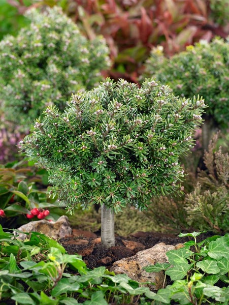 Abies koreana 'Silberperl', Koreatanne, silberne Nadeln, 12–15 cm