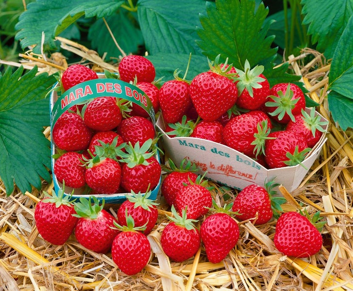 Fragaria 'Mara des Bois' -S-, Erdbeere, aromatisch, ca. 9x9 cm Topf