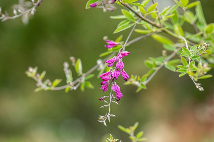 Blühende Zweige der Buschklee Pflanze