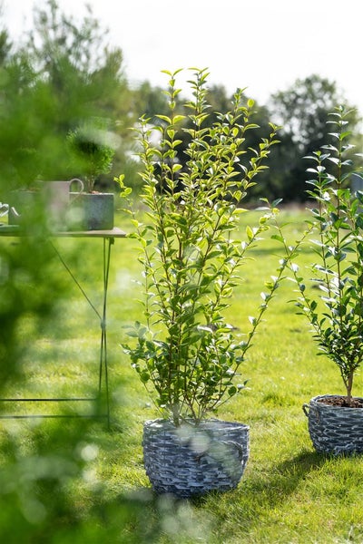 Ligustrum ovalifolium 'Aureum', Goldliguster, gelb-grün, 40–60 cm