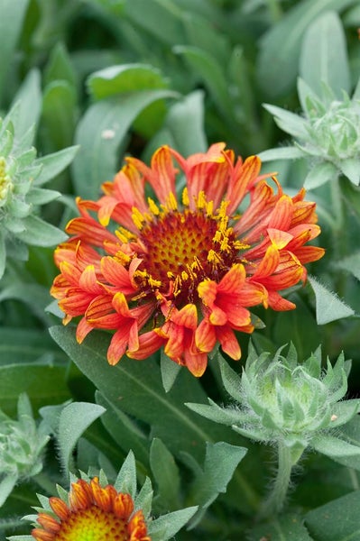 Kokardenblume im Gartenbeet