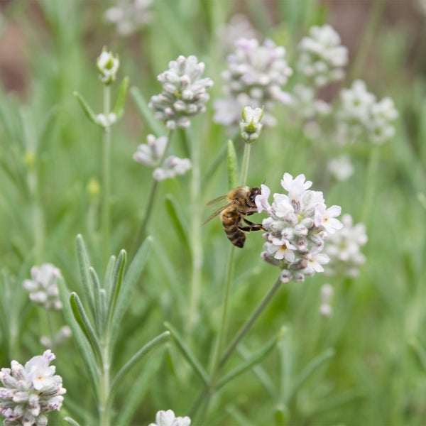 Eine Honigbiene auf einer blühenden weißen Lavendelblüte im Garten mit grünen Blättern im Hintergrund.
