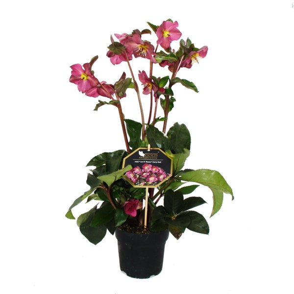 Christrose Schneerose Helleborus Ice n Roses mit vielen Knospen im 15cm Topf Early Red Rot blühend