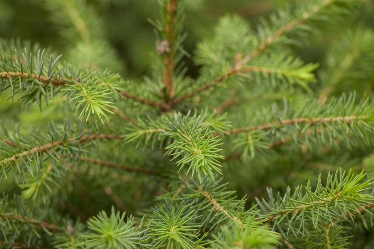 Picea omorika, Serbische Fichte, 100–125 cm