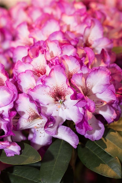 Rhododendron Hybr. 'Hans Hachmann', Rhododendron, rot, 30–40 cm