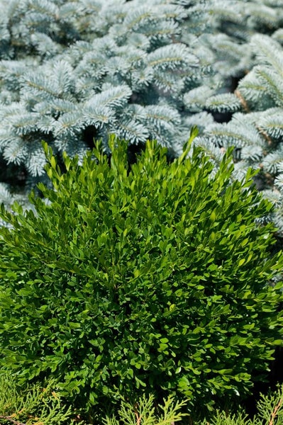 Buxus sempervirens 'Blauer Heinz', Buchsbaum, kompakt, 12–15 cm