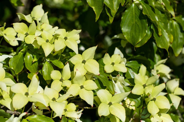 Blühender Blumenhartriegel im Garten