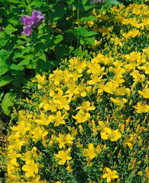 Hypericum polyphyllum 'Grandiflorum', gelb, ca. 9x9 cm Topf