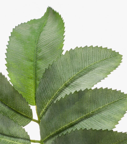 Künstlicher Zweig Honigstrauch Pollock, grün, 65cm - Kunst Melianthus Zweig