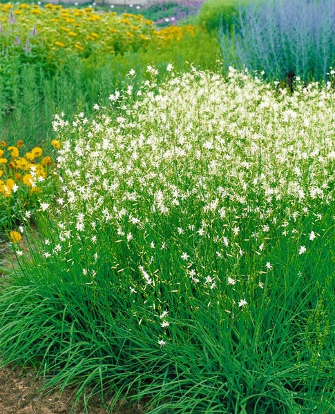 Anthericum liliago, Graslilie, weiß, ca. 9x9 cm Topf