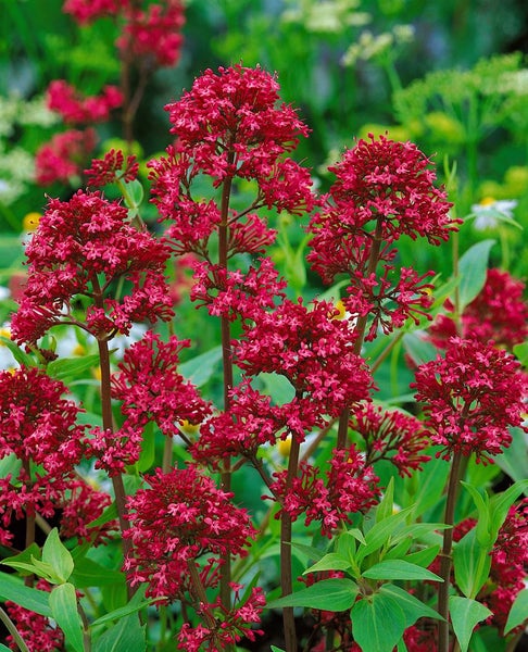 Centranthus ruber 'Coccineus', Rote Spornblume, 2 Liter Container