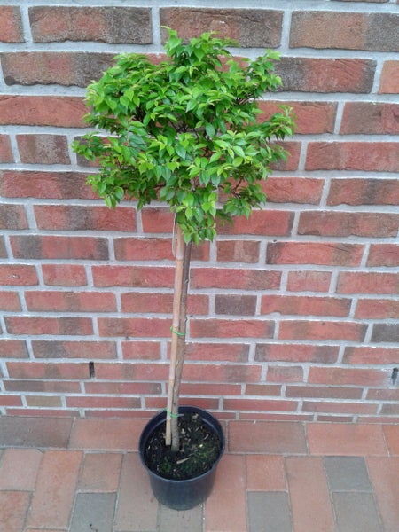 Ulmus hollandica 'Jacqueline Hillier', kleinkronige Ulme,  Gesamthöhe: 120-130 cm, Stammhöhe: 80 cm