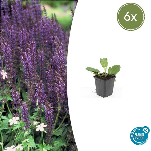 Salvia nemorosa im sechser Pack, junge Pflanze im schwarzen Topf, On the way to Planet Proof zertifiziert.