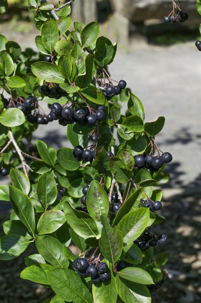 Aronia melanocarpa 'Viking', Schwarze Apfelbeere, 40–60 cm