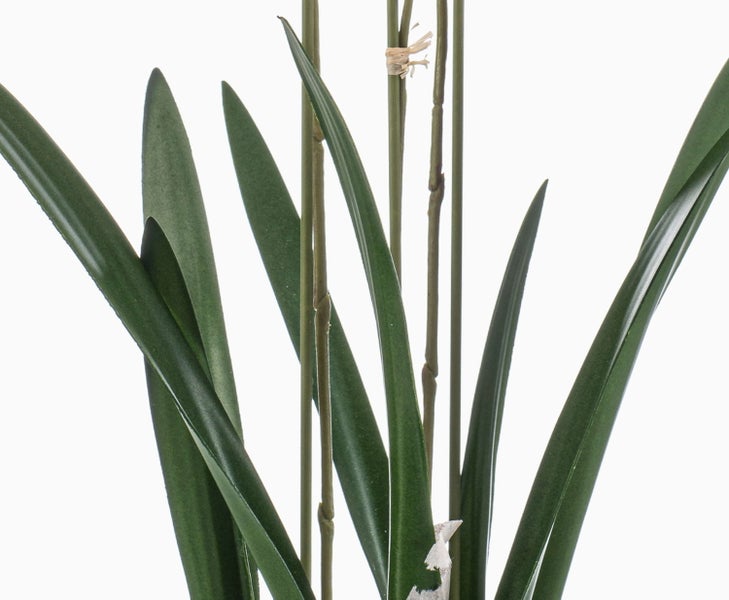 Nahaufnahme der grünen Blätter und Stiele einer Orchidee.