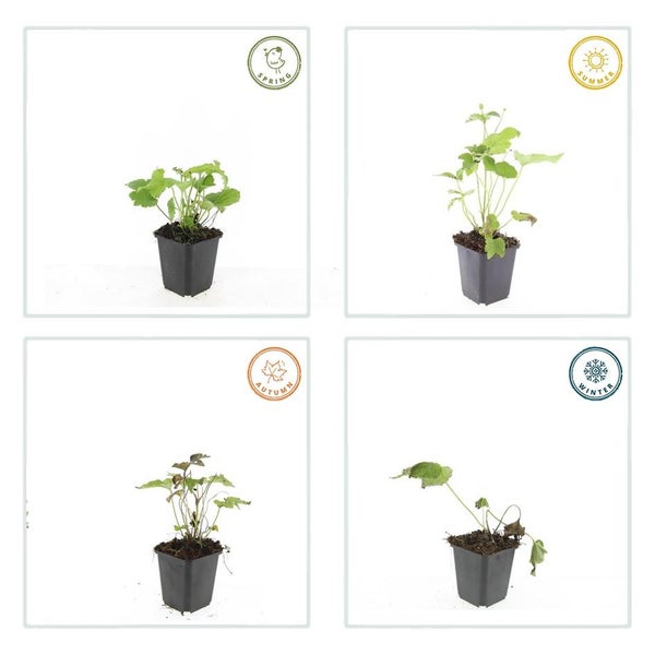 Pflanze im schwarzen Topf zeigt das Wachstum über vier Jahreszeiten: Frühling, Sommer, Herbst und Winter.