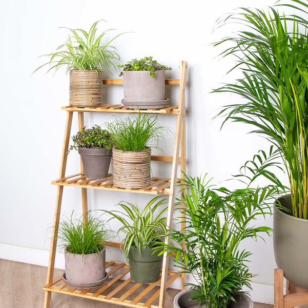Bloomique - 6er-Set - Haustierfreundliche Pflanzen - Chlorophytum, Cyperus, Callisia - Zimmerpflanzen - 20-30 cm Hoch - Topf 12 cm