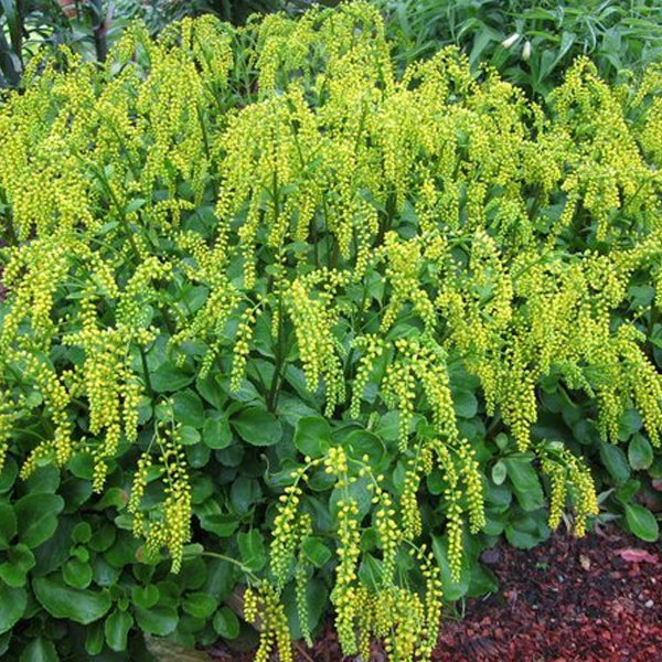 Nahaufnahme einer Gruppe von Goldkolben im Garten.