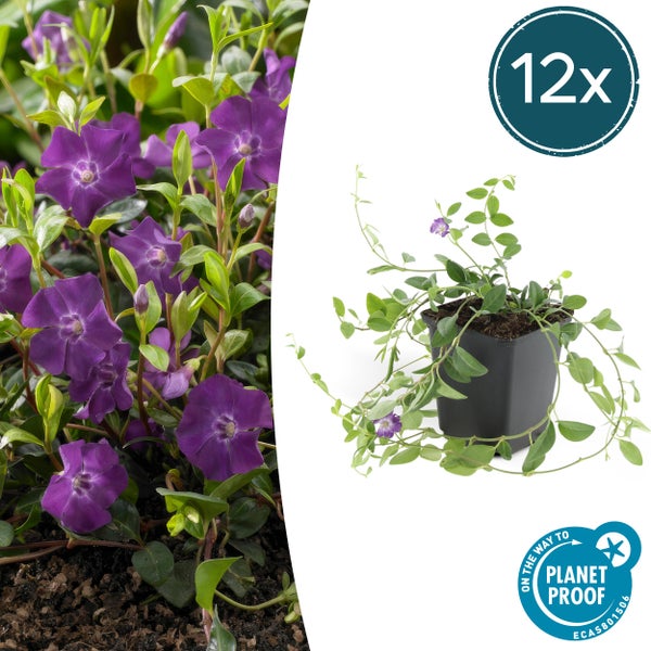 Bodendecker - Kleines Immergrün - Vinca minor 'Atropurpurea' - 9cm Topf - Set mit 12 Pflanzen