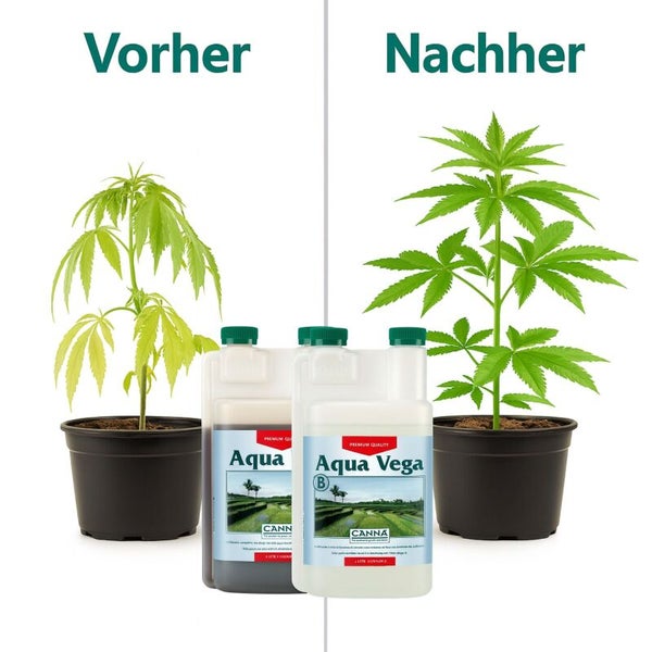 Vergleichsbild Vorher und Nachher einer Pflanze bei Anwendung von Canna Aqua Vega Pflanzendünger für Hydrokulturen.