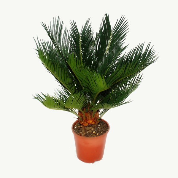 Japanische Sagopalme Cycas revoluta im braunen Kunststofftopf mit grünen fächerförmigen Wedeln.