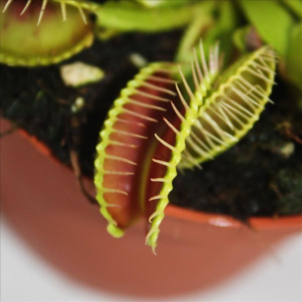 Venusfliegenfalle - Dionaea muscipula -12cm Topf