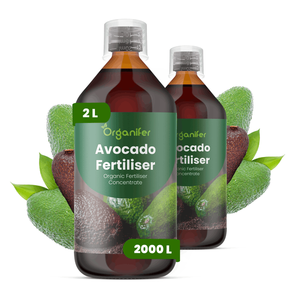 Organifer Avocado-Dünger, organisches Konzentrat, 2 Liter in zwei Flaschen, mit Messkappe, für Avocado-Pflanzen.