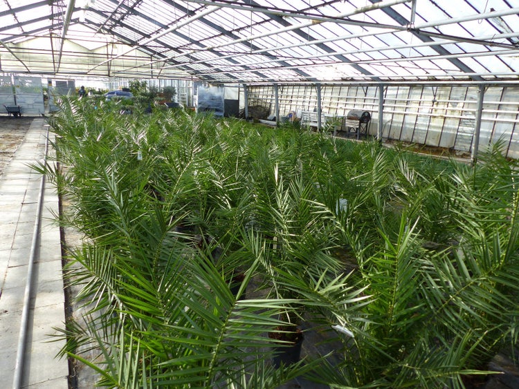 Palme 90-120 cm, Phoenix canariensis, kanarische Dattelpalme, kräftige Palmen, keine Jungpflanzen