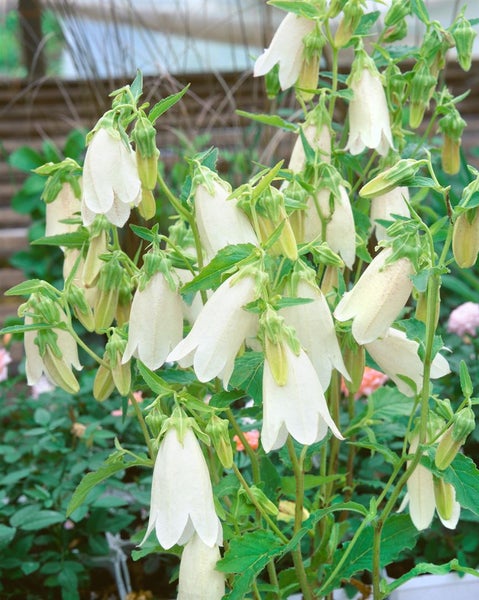 Campanula takesimana 'Alba', Glockenblume, weiß, ca. 11x11 cm Topf