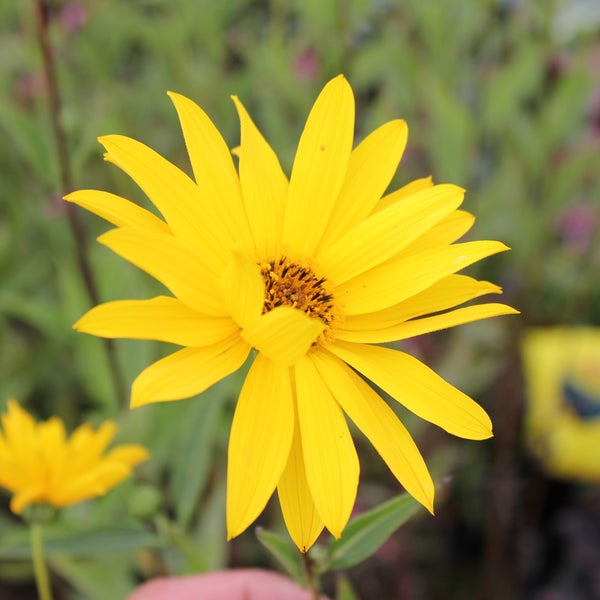 Gelbe Topinambur Blume im Garten.