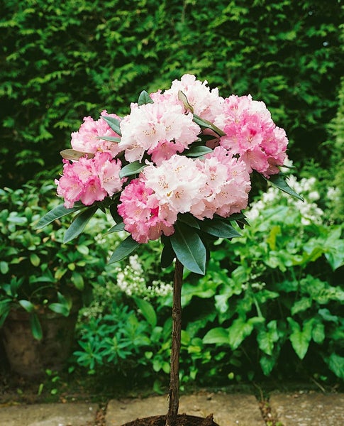 Rhododendron yakushimanum 'Arabella', rosa Blüten, 40–50 cm