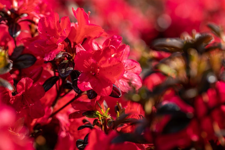 Rhododendron obtusum 'Maruschka', rot, 20–25 cm