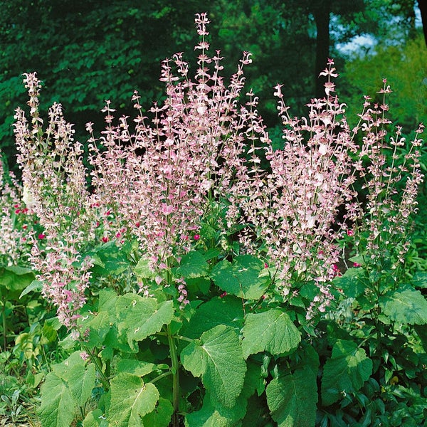 Salbeipflanze im Gartenbeet