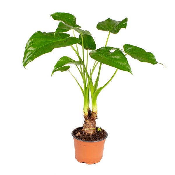 Elefantenohr | Alocasia 'Cucullata' am Stiel - Zimmerpflanze im Aufgelegentopf ⌀12 cm - ↕50 cm