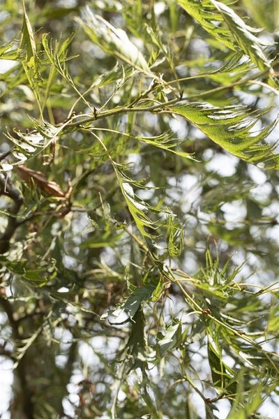 Alnus glutinosa 'Imperialis', Schwarzerle, 80 cm Stammhöhe