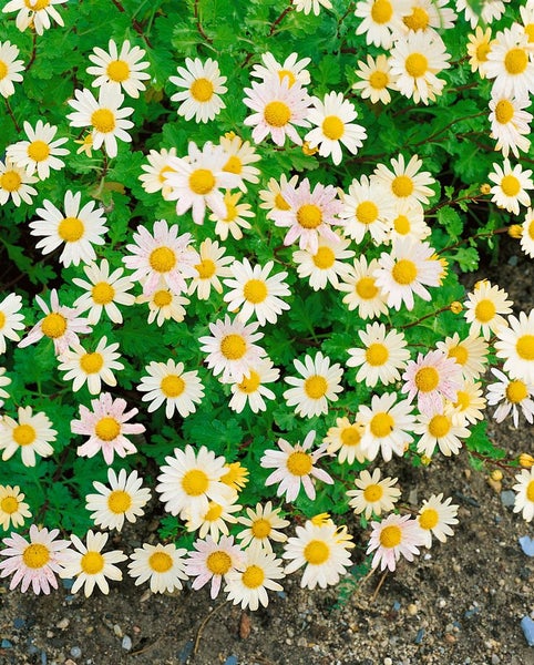 Chrysanthemum Arcticum-Hyb. 'Schwefelglanz', schwefelgelb, ca. 9x9 cm Topf