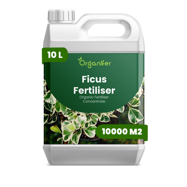Organifer Ficus-Dünger, organisches Düngerkonzentrat, 10 Liter Kanister für bis zu 10000 Quadratmeter.