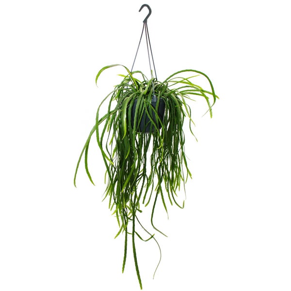 Hängender Kaktus - Lepismium bolivianum - Pfeiffera - Stachelloser Blattkaktus - 15cm Ampeltopf