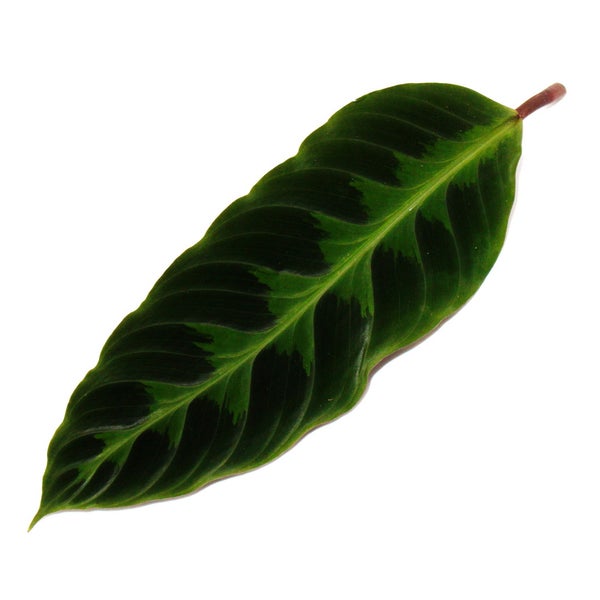 Schattenpflanze mit samtigen Blättern und toller Zeichnung Calathea warscewiczii Samtmarante Korbmarante 14cm Topf ca. 40-50cm hoch