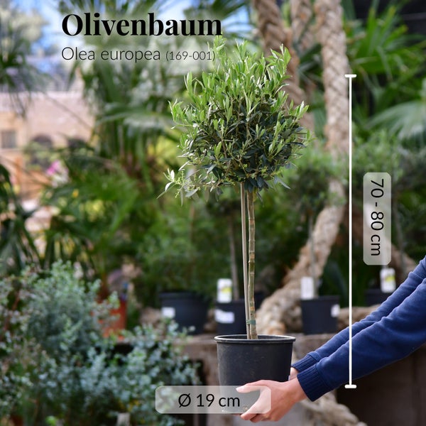 Mediteraner Olivenbaum