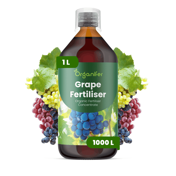 Organifer Traubendünger, organisches Düngerkonzentrat, 1 Liter Flasche.