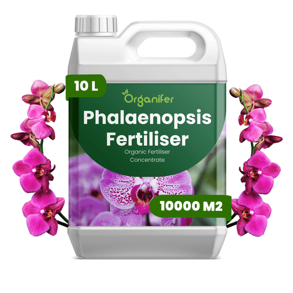 Organifer Phalaenopsis Dünger, biologisches Düngerkonzentrat für Orchideen, 10 Liter Kanister für circa 10000 Quadratmeter Fläche.