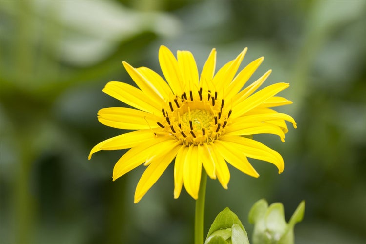 Silphium perfoliatum, Becherpflanze, ca. 9x9 cm Topf