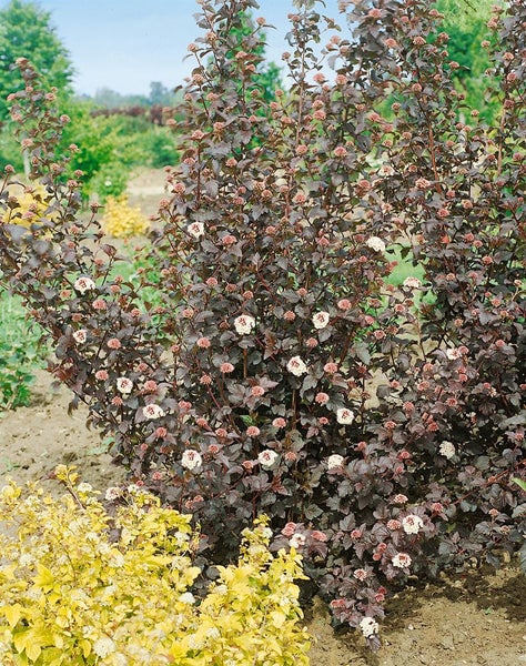 Physocarpus opulifolius 'Diabolo' -R-, Blasenspiere, 60–80 cm