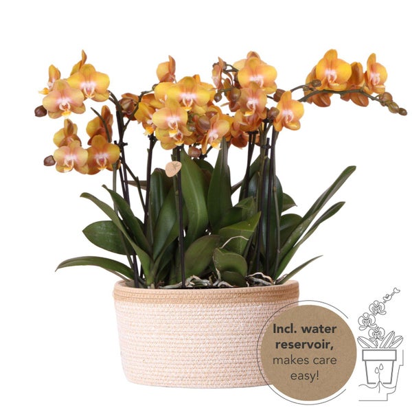 Kolibri Orchids orange Orchideen-Set im Baumwollkorb inkl. Wassertank drei orange Orchideen Las Vegas 12cm