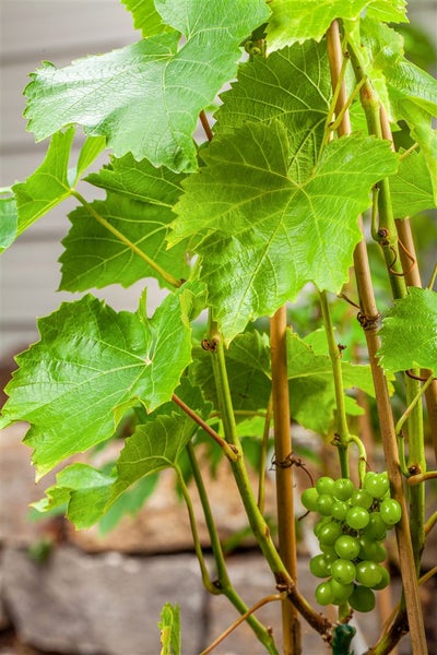 Vitis vinifera 'Lakemont', Weinrebe, kernlos, 80–100 cm